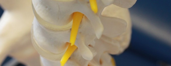 human spine model